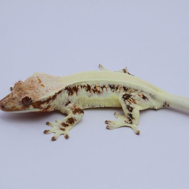 릴리화이트 솔리드백