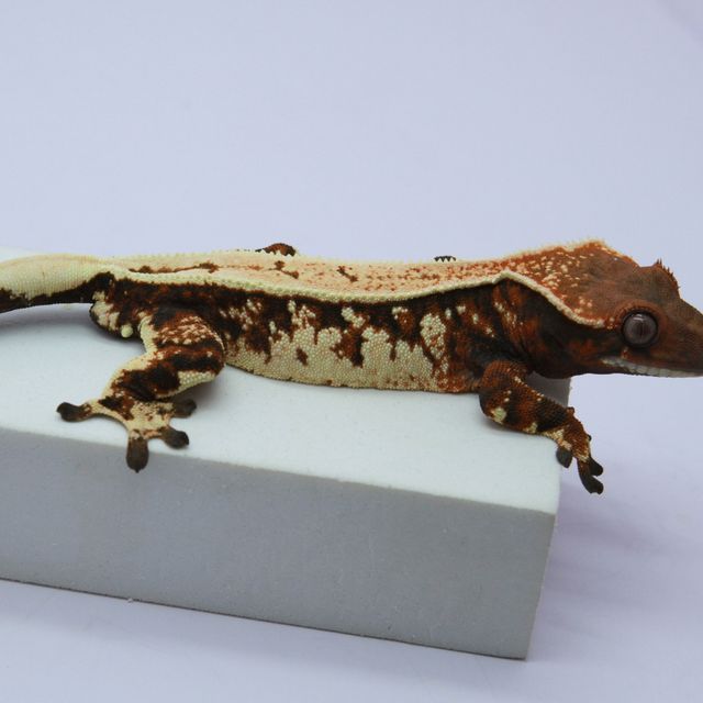 세이블 트라이 텐저린 화이트