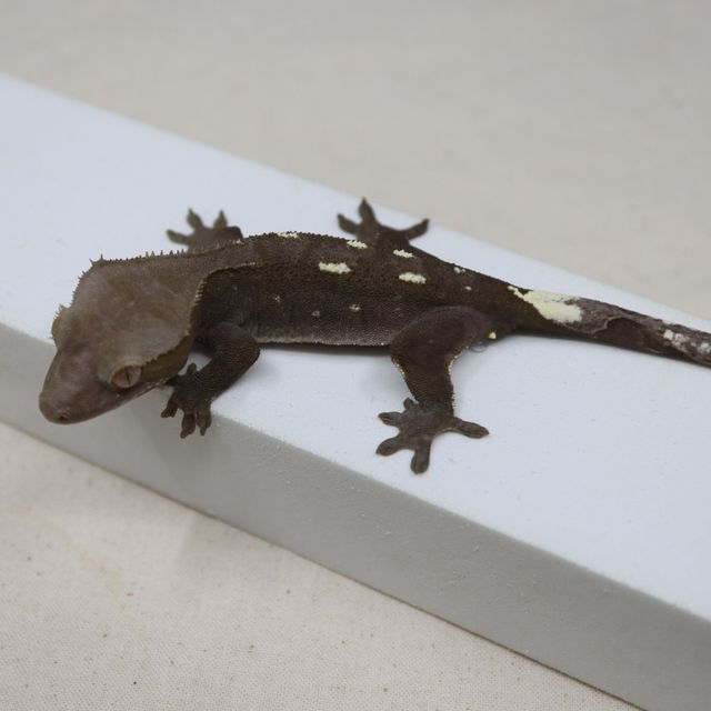 아잔틱