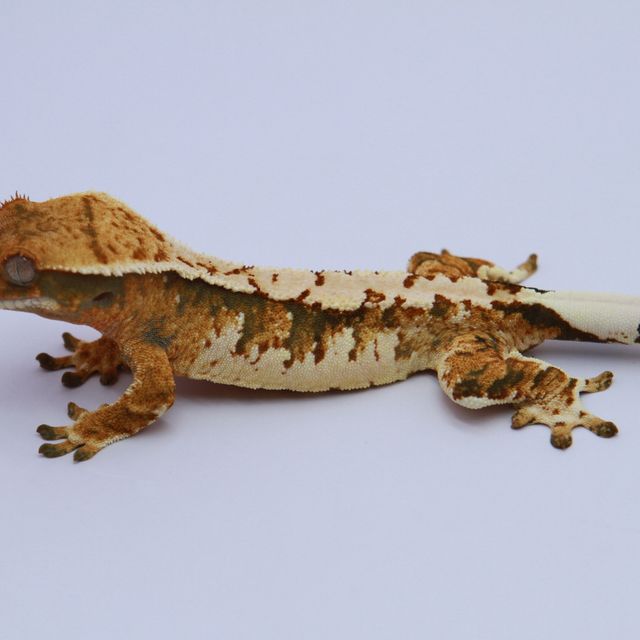 노멀 트라이 익스트림할리퀸 텐저린