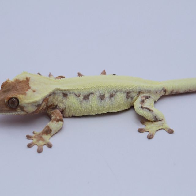 릴리 세이블 솔리드백