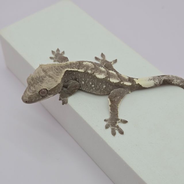아잔틱