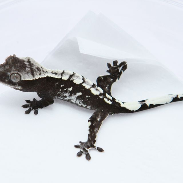 아잔틱 화이트포트홀