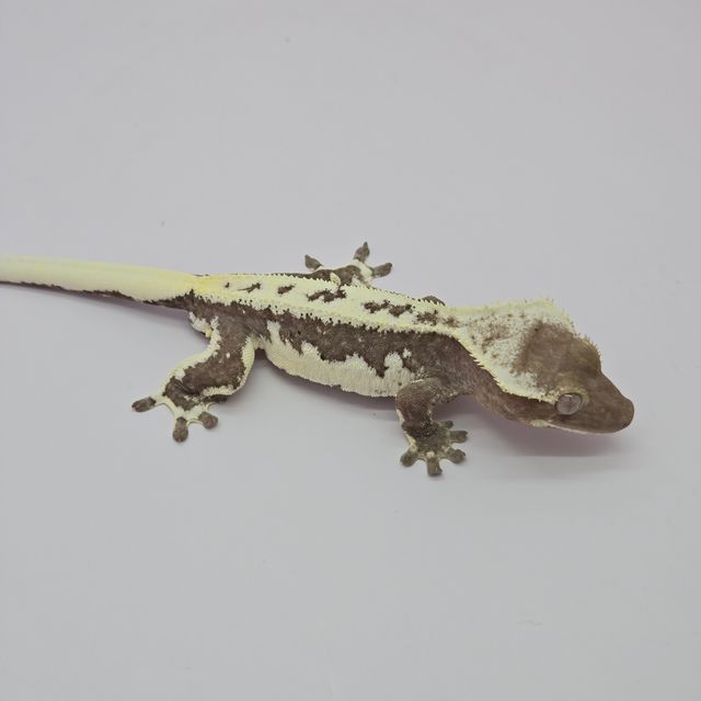 릴잔틱
