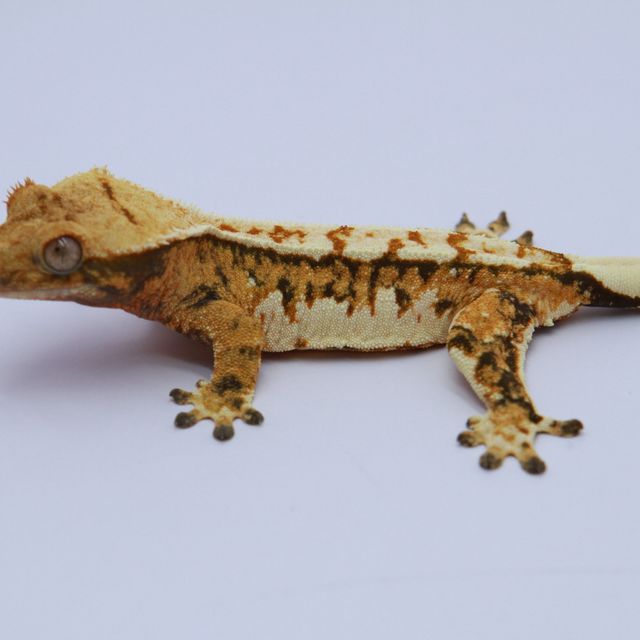 노멀 트라이 익스트림할리퀸 텐저린 화이트