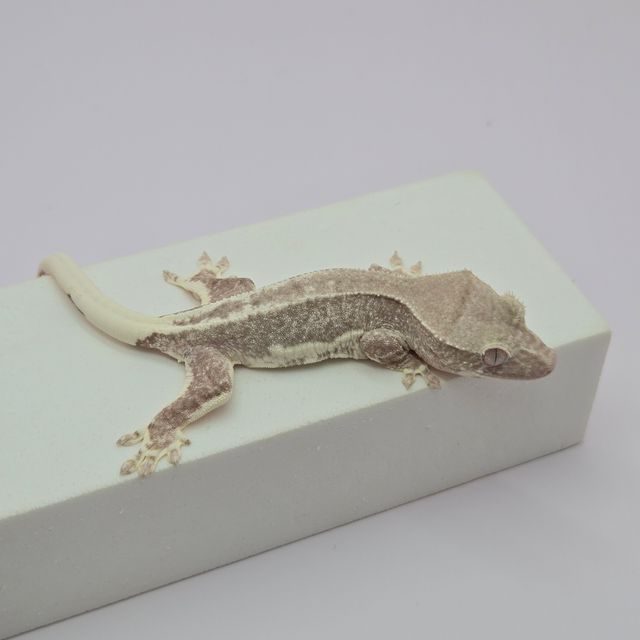 릴잔틱