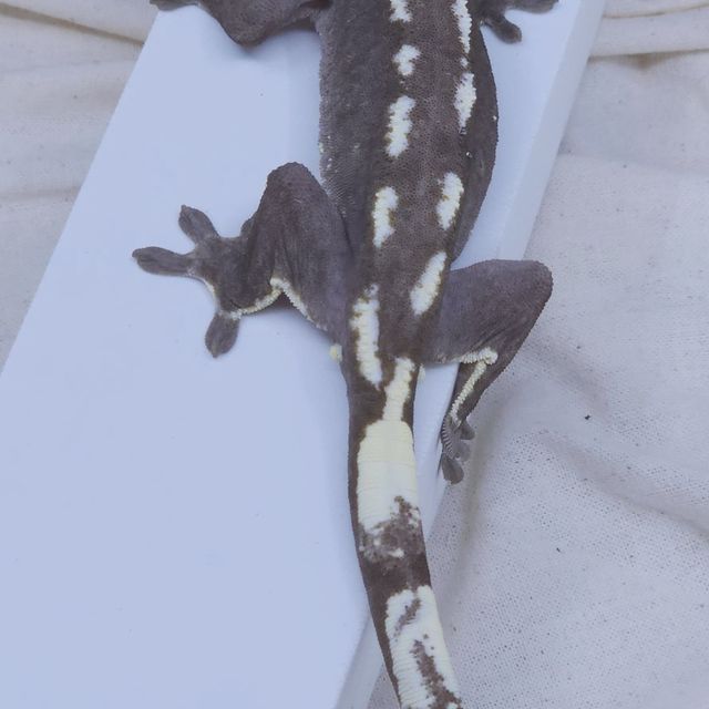 아잔틱