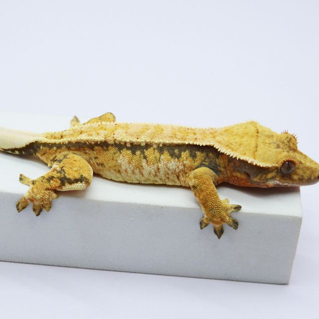 노멀 트라이 핀스트라이프