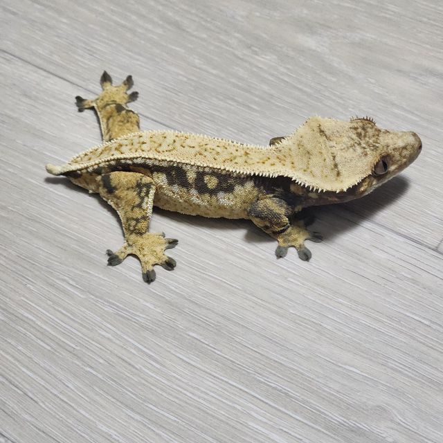 트라이 핀스트라이프 드리피 화이트