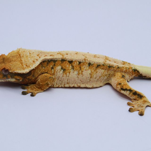 노멀 트라이 드리피 화이트스팟 텐저린