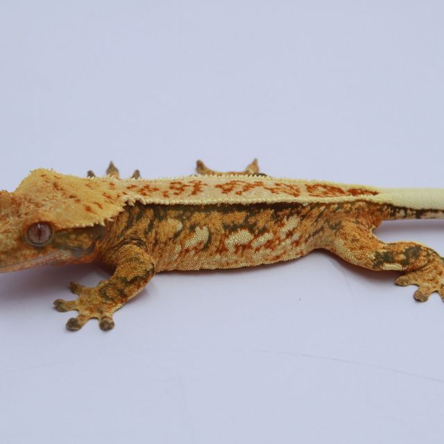 노멀 텐저린 풀핀 카와