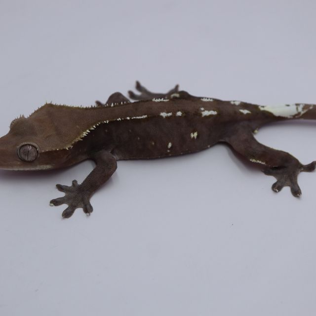 아잔틱
