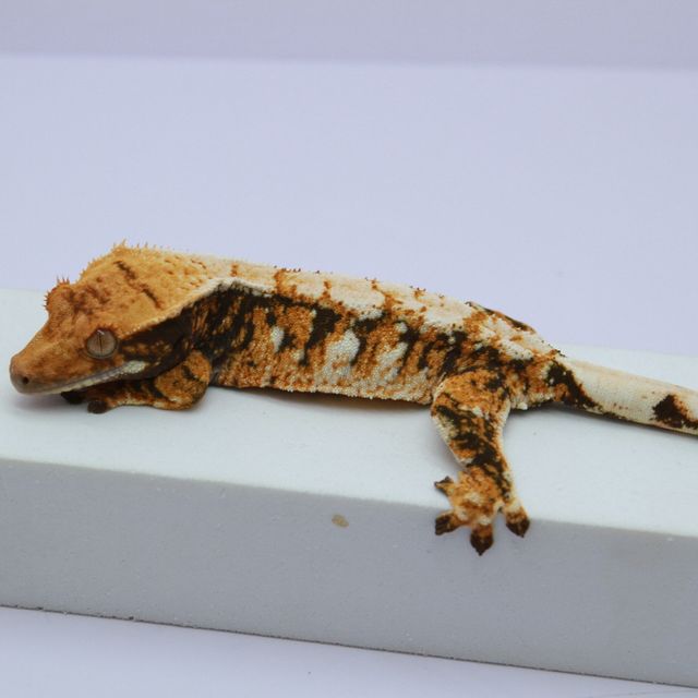 노멀 익스트림할리퀸 텐저린