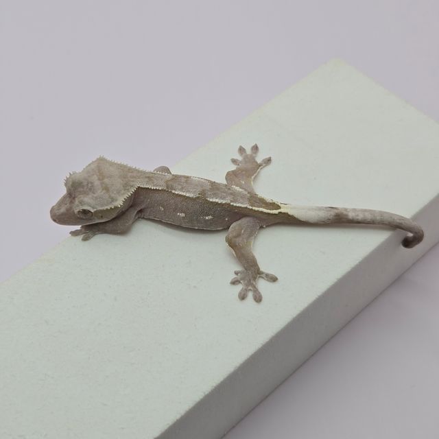 아잔틱