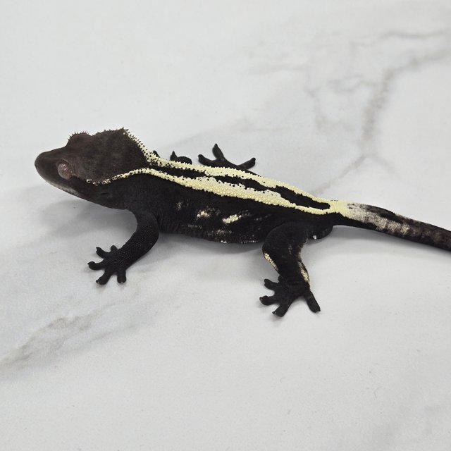 세이블 아잔틱 풀핀 슈퍼스트라이프