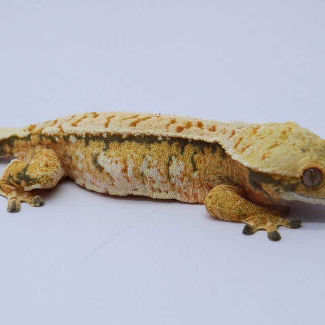 노멀 트라이 익스트림할리퀸 화이트스팟 텐저린 화이트