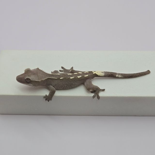 아잔틱