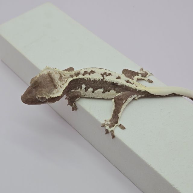 릴잔틱