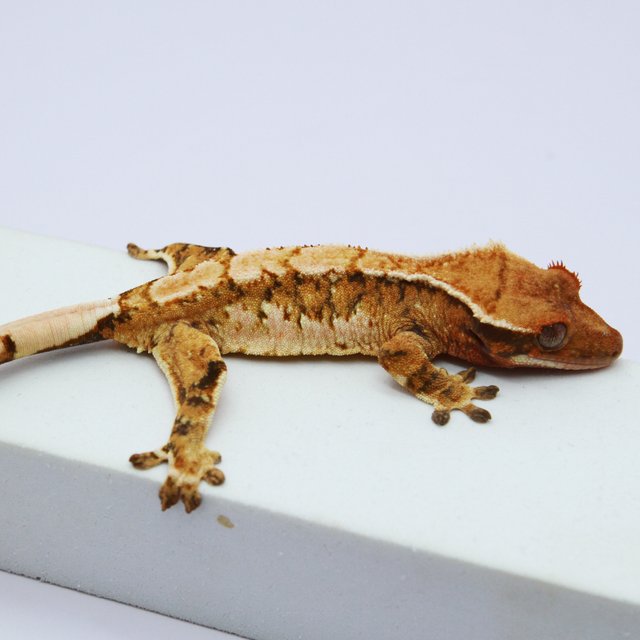 노멀 트라이 익스트림할리퀸 텐저린