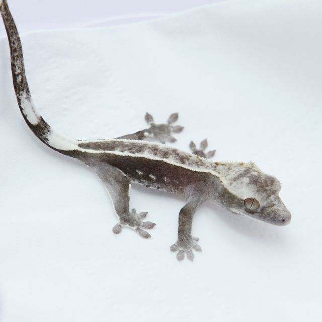 아잔틱 풀핀 화이트포트홀