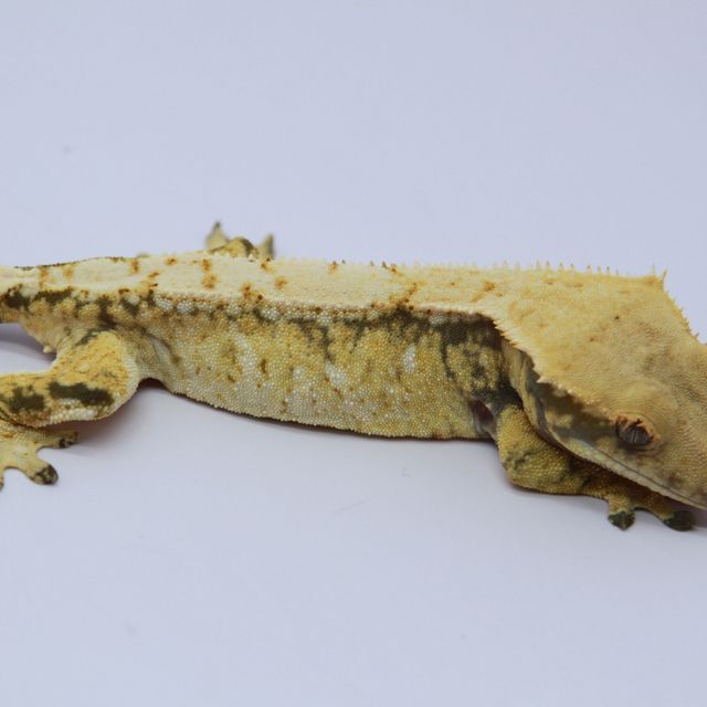 노멀 드리피 익스트림할리퀸