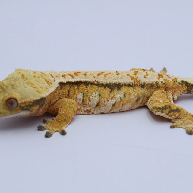 노멀 트라이 익스트림할리퀸 화이트스팟 텐저린 화이트