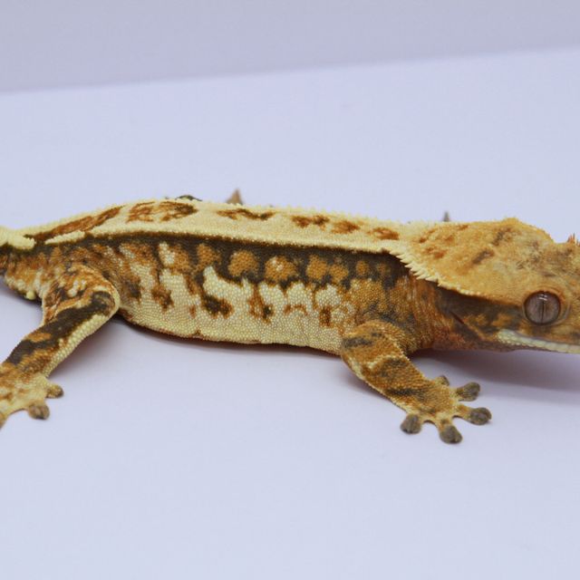 노멀 트라이 핀스트라이프 텐저린 쿼드 카와