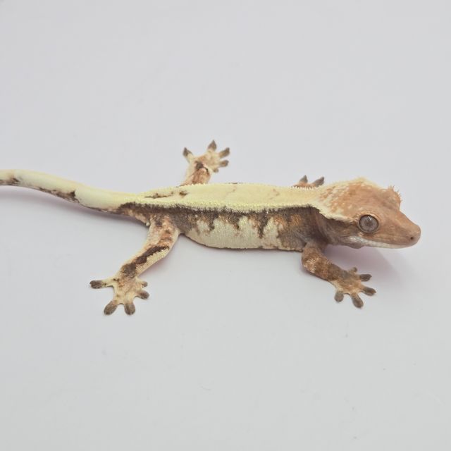 세이블