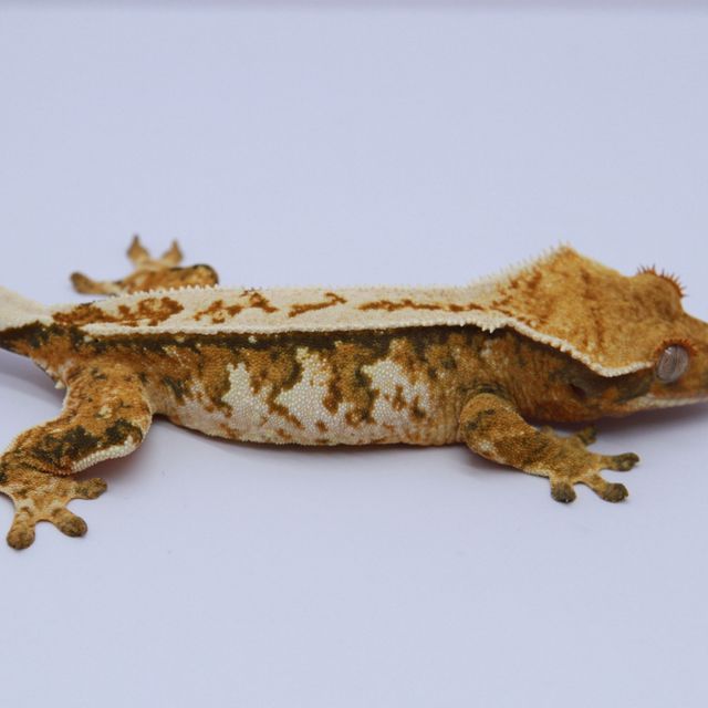 노멀 카와 텐저린 화이트