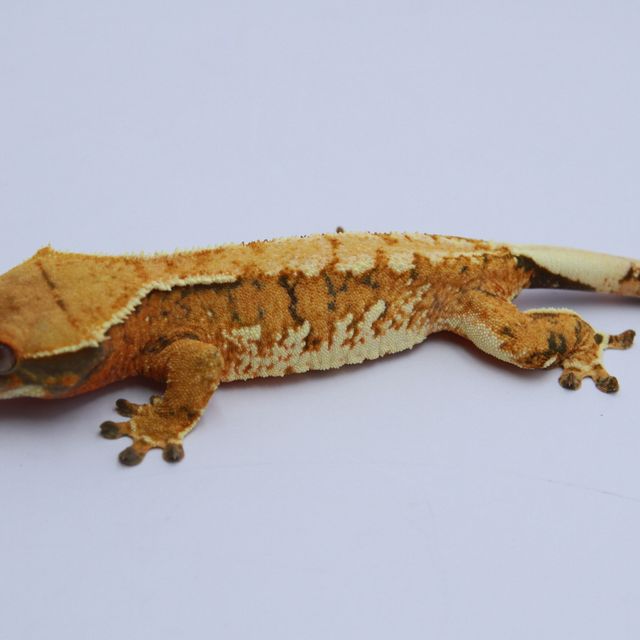 노멀 익스트림할리퀸 텐저린