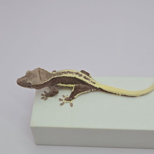 릴잔틱