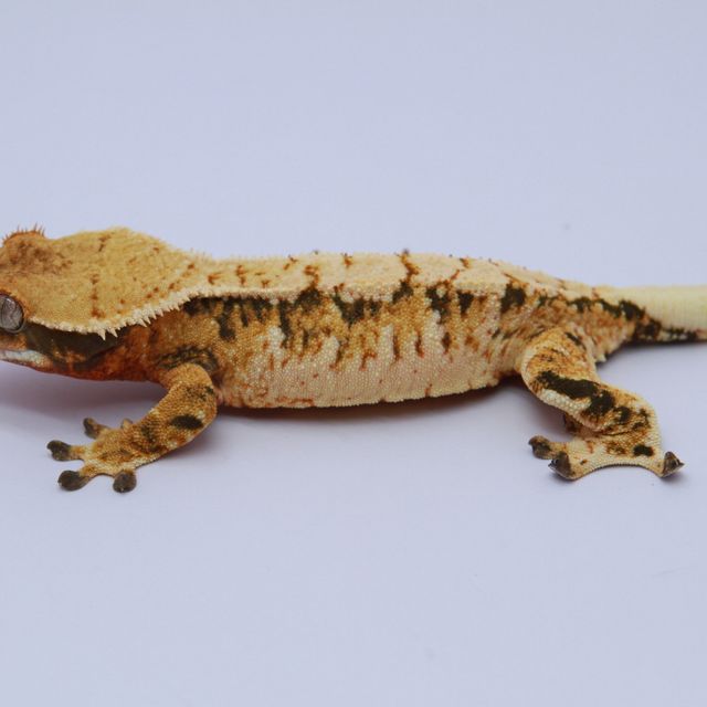 노멀 드리피 익스트림할리퀸 트라이