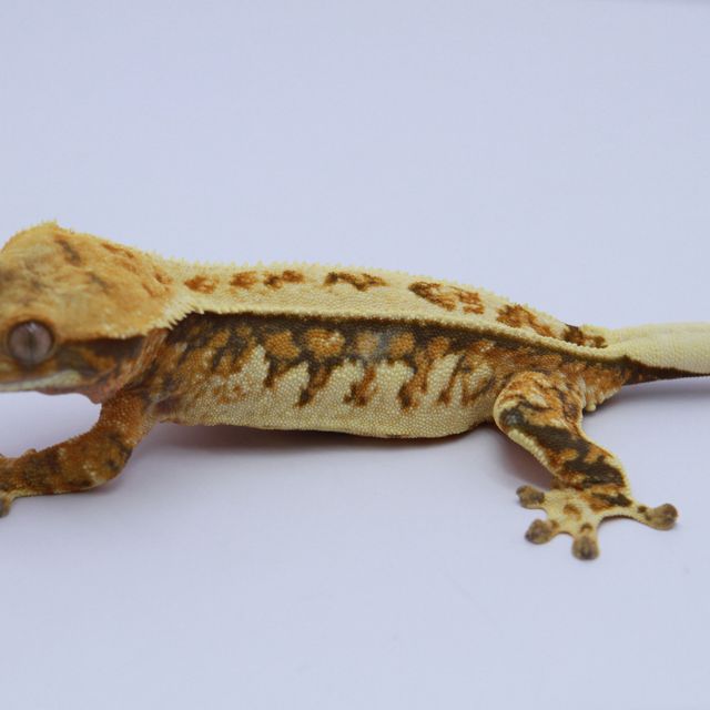 노멀 트라이 핀스트라이프 텐저린 쿼드 카와