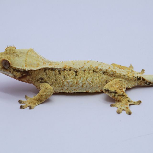 노멀 트라이 익스트림할리퀸 화이트스팟