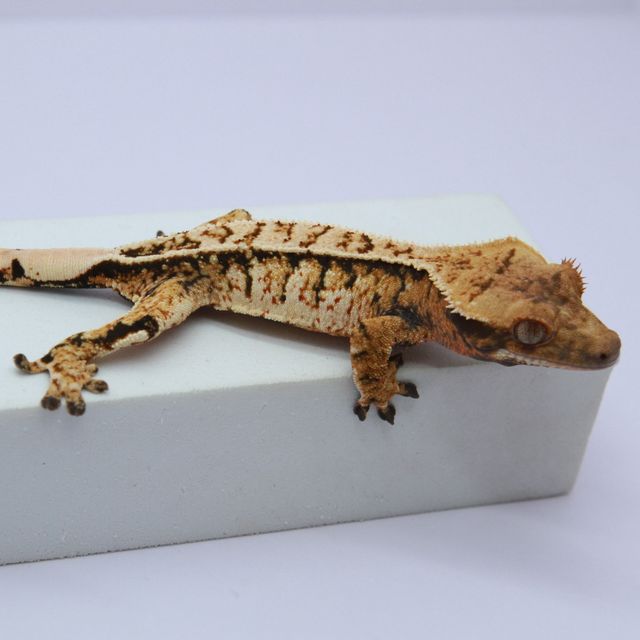 노멀 트라이 익스트림할리퀸 풀핀 화이트스팟