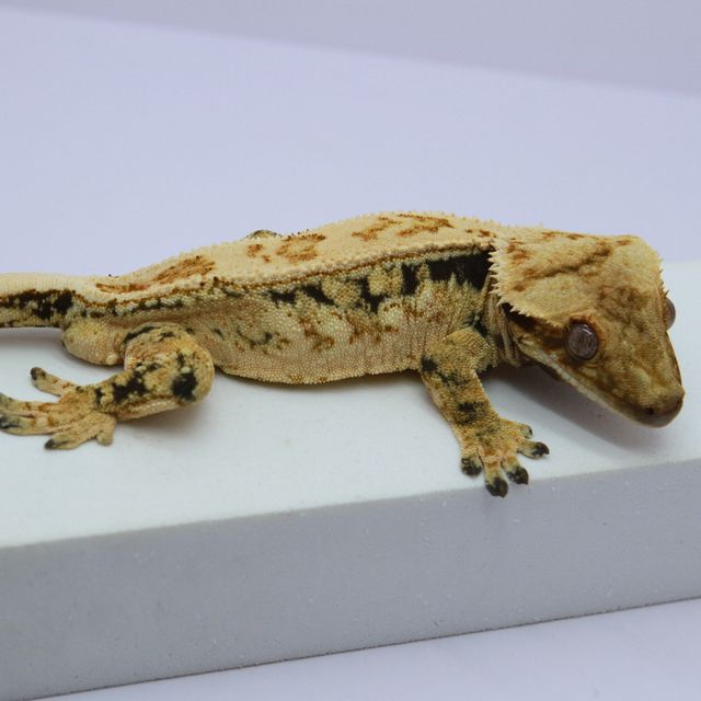 노멀 트라이 드리피 핀스트라이프