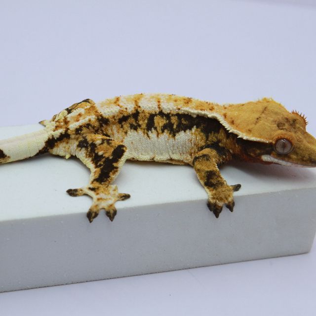 노멀 화이트 익스트림할리퀸