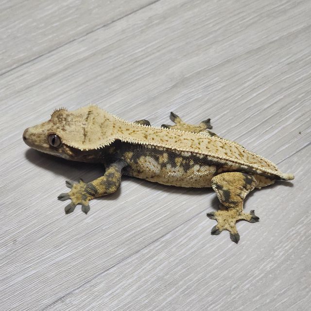 트라이 핀스트라이프 드리피 화이트