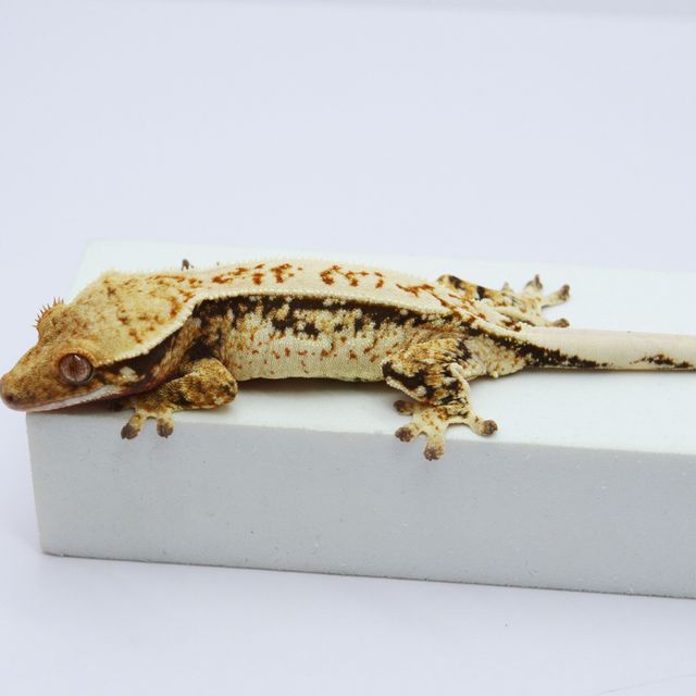 노멀 핀스트라이프 트라이 드리피