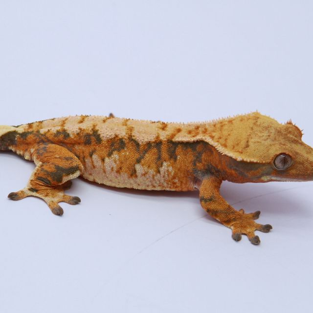 노멀 트라이 익스트림할리퀸 텐저린