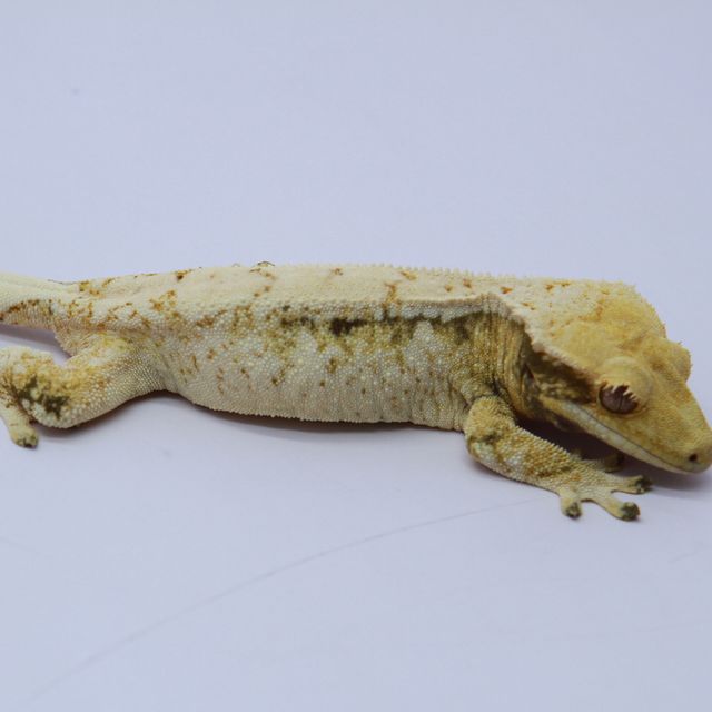 노멀 화이트스팟 드리피 트라이 화이트