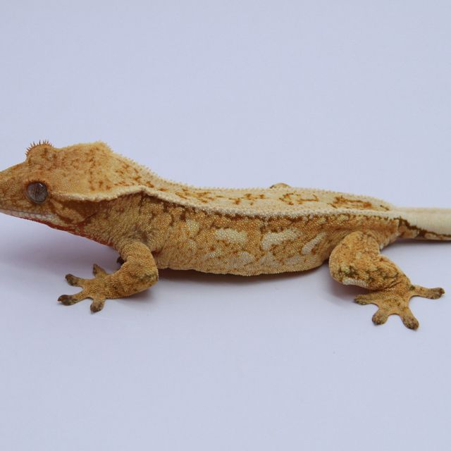 노멀 트라이 드리피