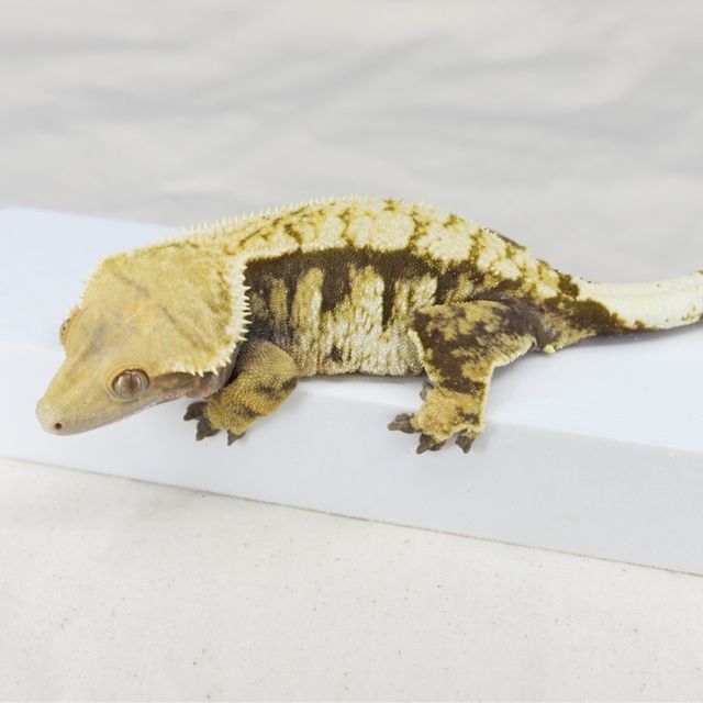 익스트림할리퀸