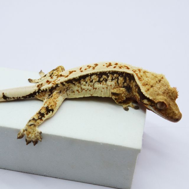 노멀 핀스트라이프 트라이 드리피