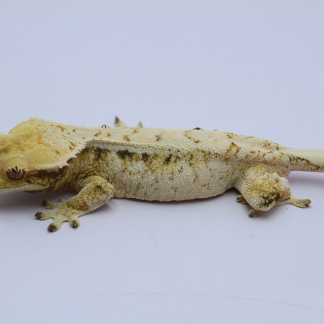 노멀 화이트스팟 드리피 트라이 화이트