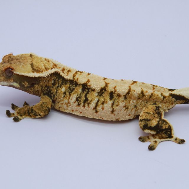 노멀 트라이 익스트림할리퀸 드리피 텐저린