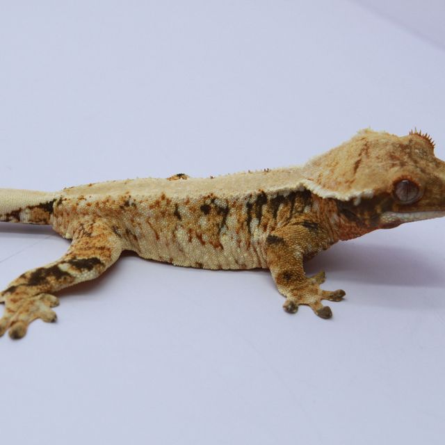 노멀 트라이 익스트림할리퀸 솔리드백 화이트스팟