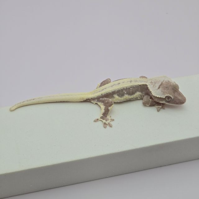 릴잔틱