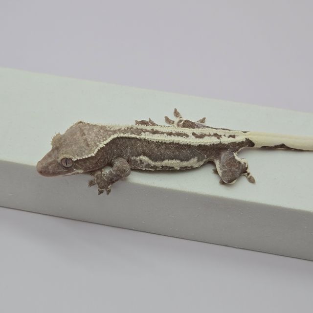 릴잔틱