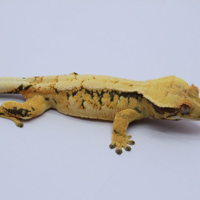 노멀 트라이 익스트림할리퀸 드리피